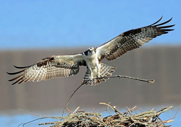 Sunday, Highland and Ospreys