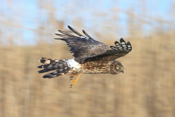 Weds - Hen Harrier is the new Curlew