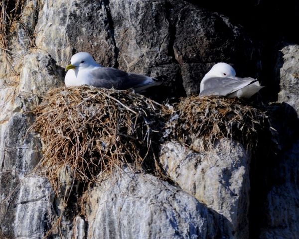 Thurs - Soft Kittiwake, Warm Kittiwake, little ball of ...