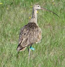 Sunday - Curlew is the new Oystercatcher